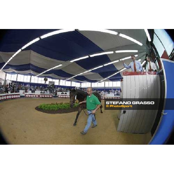 Moments and Emotions at SGA Selected Yearling Sale Settimo Milanese (MI), 16-17th sept.2011 ph.Stefano Grasso
