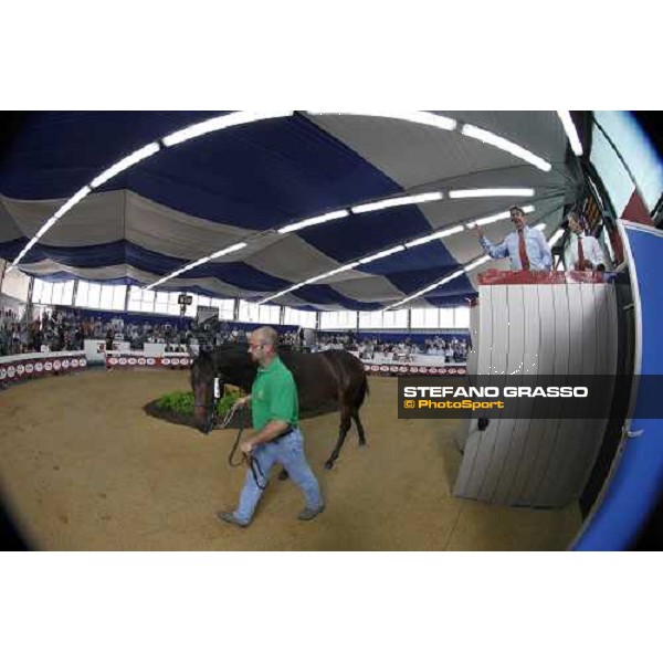 Moments and Emotions at SGA Selected Yearling Sale Settimo Milanese (MI), 16-17th sept.2011 ph.Stefano Grasso