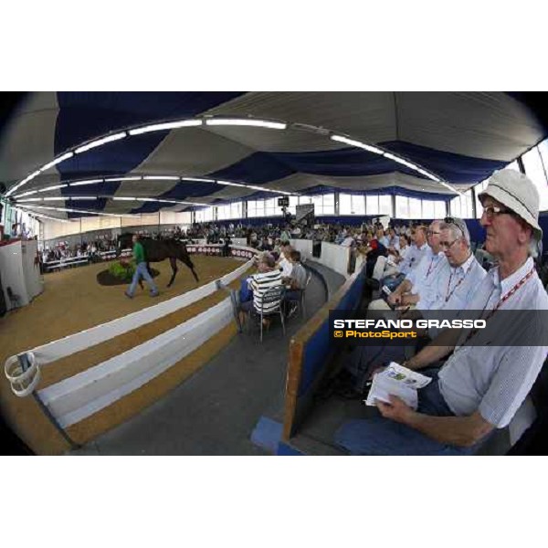 Moments and Emotions at SGA Selected Yearling Sale Settimo Milanese (MI), 16-17th sept.2011 ph.Stefano Grasso
