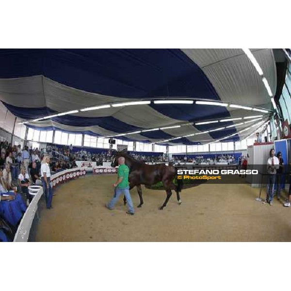 Moments and Emotions at SGA Selected Yearling Sale - Settimo Milanese (MI), 16-17th sept.2011 ph.Stefano Grasso