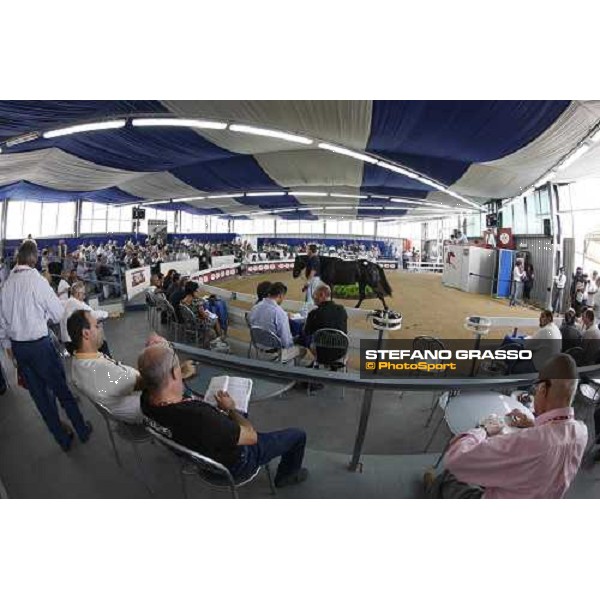 Moments and Emotions at SGA Selected Yearling Sale - Settimo Milanese (MI), 16-17th sept.2011 ph.Stefano Grasso