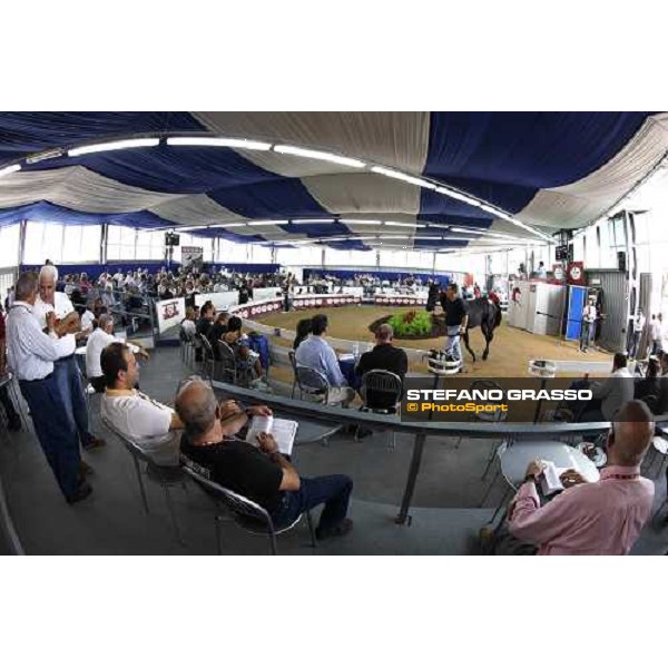 Moments and Emotions at SGA Selected Yearling Sale - Settimo Milanese (MI), 16-17th sept.2011 ph.Stefano Grasso