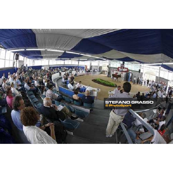 Moments and Emotions at SGA Selected Yearling Sale - Settimo Milanese (MI), 16-17th sept.2011 ph.Stefano Grasso