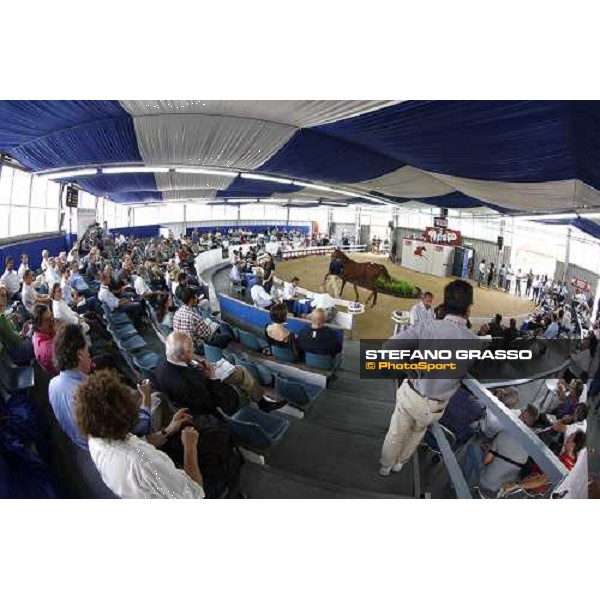 Moments and Emotions at SGA Selected Yearling Sale - Settimo Milanese (MI), 16-17th sept.2011 ph.Stefano Grasso