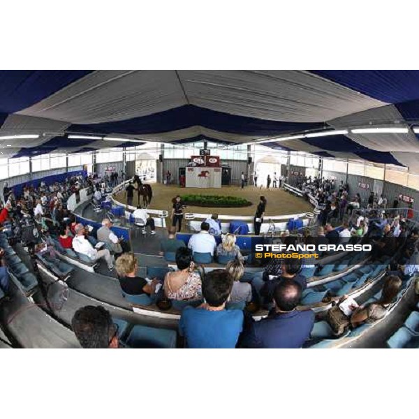 Moments and Emotions at SGA Selected Yearling Sale - Settimo Milanese (MI), 16-17th sept.2011 ph.Stefano Grasso