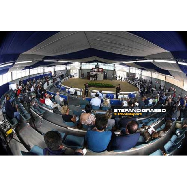 Moments and Emotions at SGA Selected Yearling Sale - Settimo Milanese (MI), 16-17th sept.2011 ph.Stefano Grasso