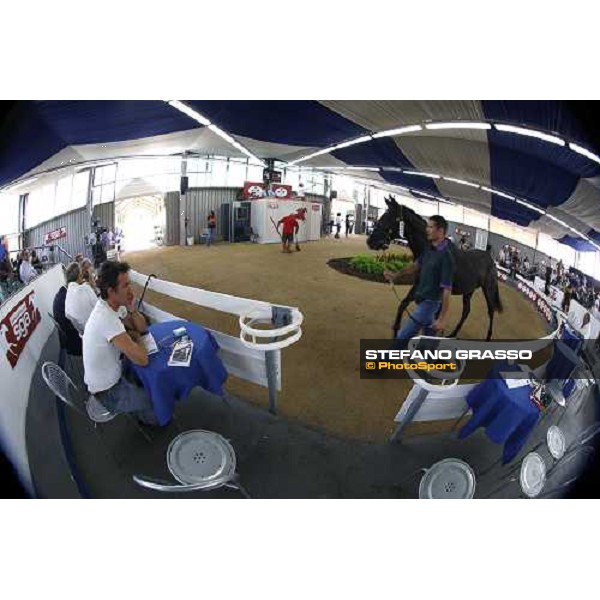 Moments and Emotions at SGA Selected Yearling Sale - Settimo Milanese (MI), 16-17th sept.2011 ph.Stefano Grasso