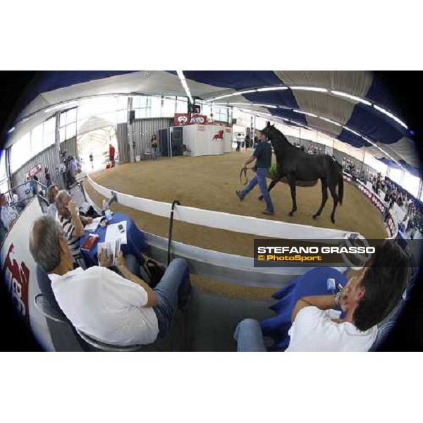 Moments and Emotions at SGA Selected Yearling Sale - Settimo Milanese (MI), 16-17th sept.2011 ph.Stefano Grasso