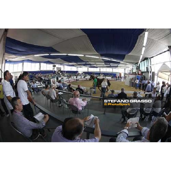 Moments and Emotions at SGA Selected Yearling Sale - Settimo Milanese (MI), 16-17th sept.2011 ph.Stefano Grasso