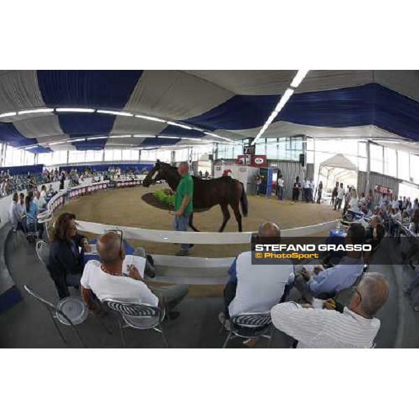 Moments and Emotions at SGA Selected Yearling Sale Settimo Milanese (MI), 16-17th sept.2011 ph.Stefano Grasso