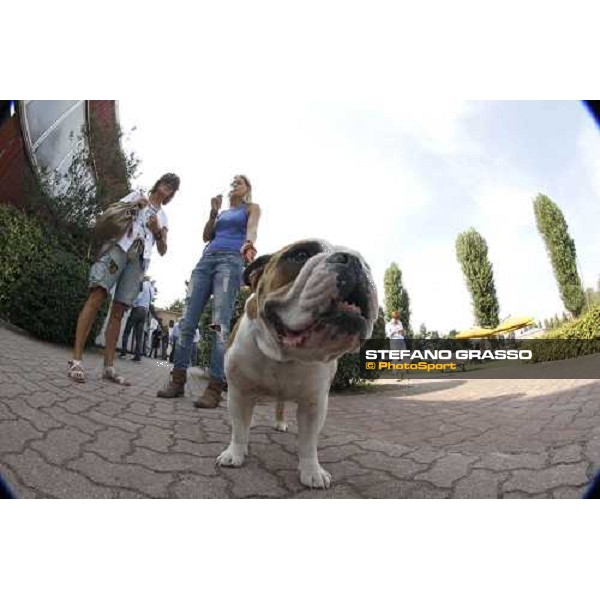 Moments and Emotions at SGA Selected Yearling Sale Settimo Milanese (MI), 16-17th sept.2011 ph.Stefano Grasso