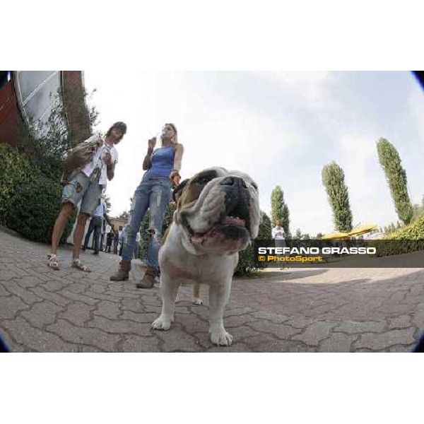 Moments and Emotions at SGA Selected Yearling Sale - Settimo Milanese (MI), 16-17th sept.2011 ph.Stefano Grasso