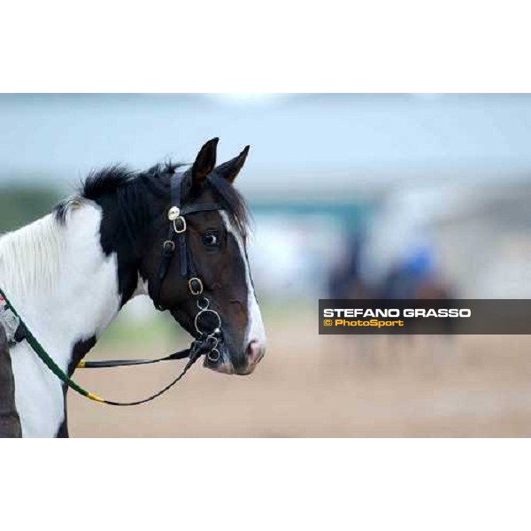 pony during morning works Dallas, Gran Prairie racetrack 26th october 2004 ph. Stefano Grasso