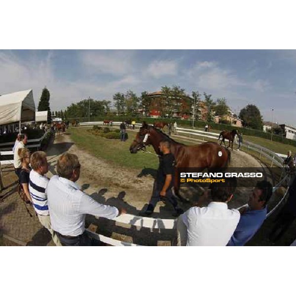 Moments and Emotions at SGA Selected Yearling Sale Settimo Milanese (MI), 16-17th sept.2011 ph.Stefano Grasso