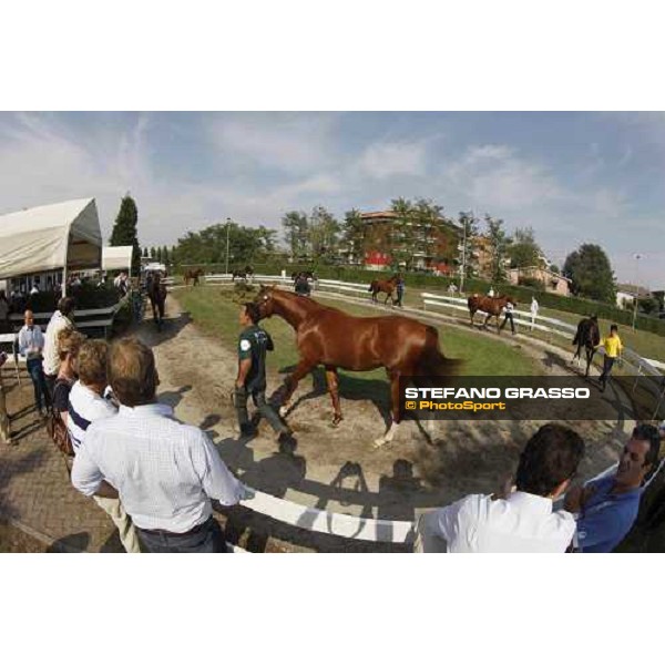 Moments and Emotions at SGA Selected Yearling Sale - Settimo Milanese (MI), 16-17th sept.2011 ph.Stefano Grasso