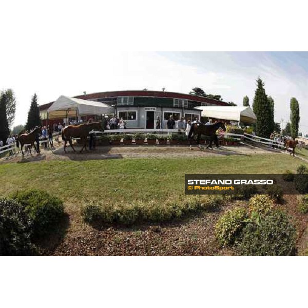 Moments and Emotions at SGA Selected Yearling Sale - Settimo Milanese (MI), 16-17th sept.2011 ph.Stefano Grasso
