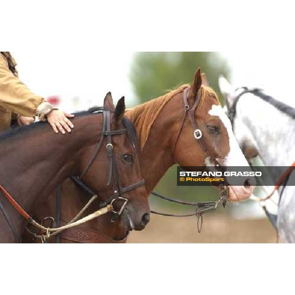 ponies at Dallas racetrack Dallas, Gran Prairie racetrack 26th october 2004 ph. Stefano Grasso