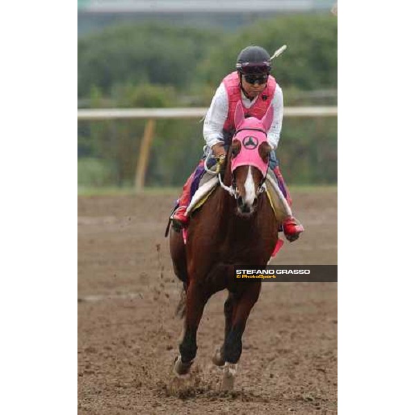 Personal Rush runner of Breeders\' Cup Classic during morning works Dallas, Gran Prairie racetrack 26th october 2004 ph. Stefano Grasso