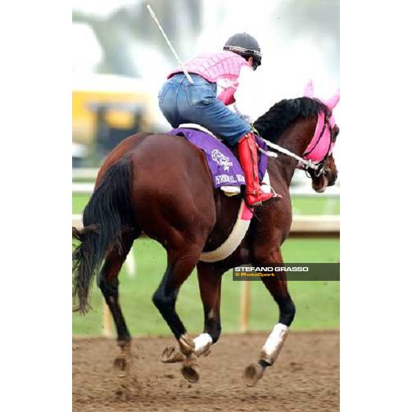 Personal Rush runner of Breeders\' Cup Classic during morning works Dallas, Gran Prairie racetrack 26th october 2004 ph. Stefano Grasso