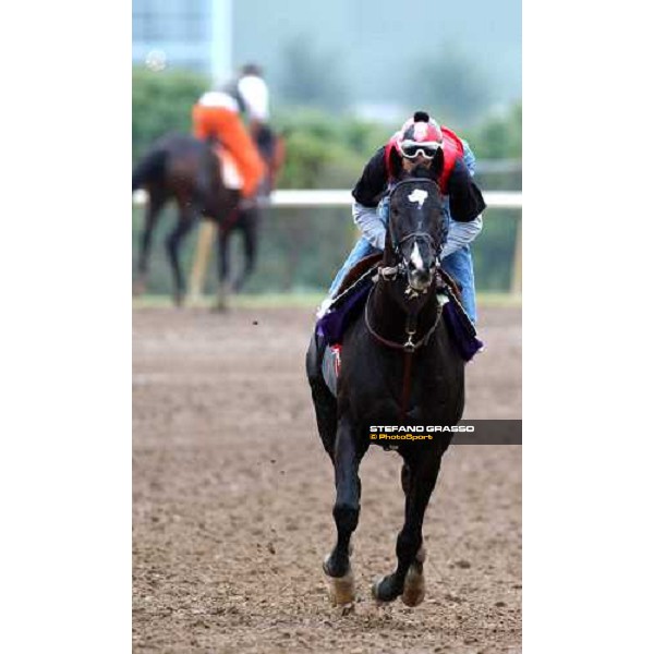 Rose in May runner of Breeders\' Cup Classic during morning works Dallas, Gran Prairie racetrack 26th october 2004 ph. Stefano Grasso