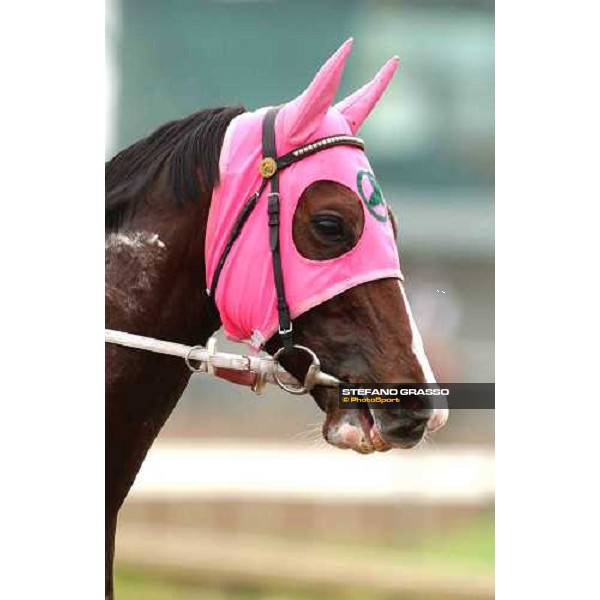 close up for Personal Rush, runner of Breeders\' Cup Classic during morning works Dallas, Gran Prairie racetrack 26th october 2004 ph. Stefano Grasso