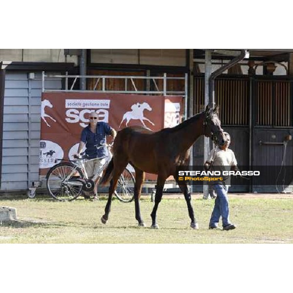 Moments and Emotions at SGA Selected Yearling Sale - Settimo Milanese (MI), 16-17th sept.2011 ph.Stefano Grasso