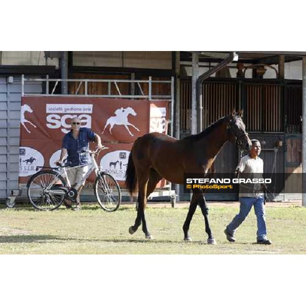 Moments and Emotions at SGA Selected Yearling Sale - Settimo Milanese (MI), 16-17th sept.2011 ph.Stefano Grasso