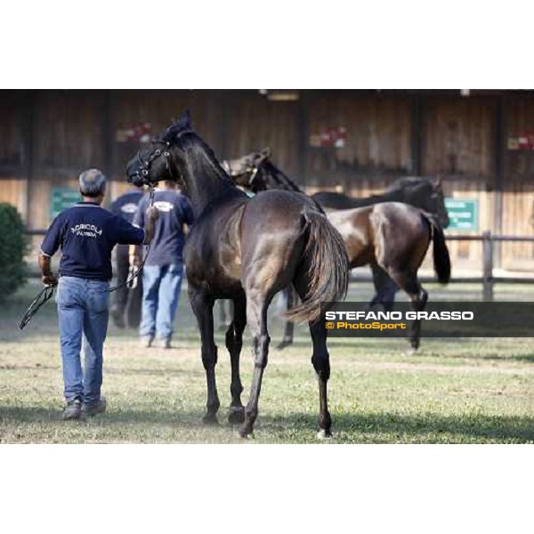 Moments and Emotions at SGA Selected Yearling Sale Settimo Milanese (MI), 16-17th sept.2011 ph.Stefano Grasso
