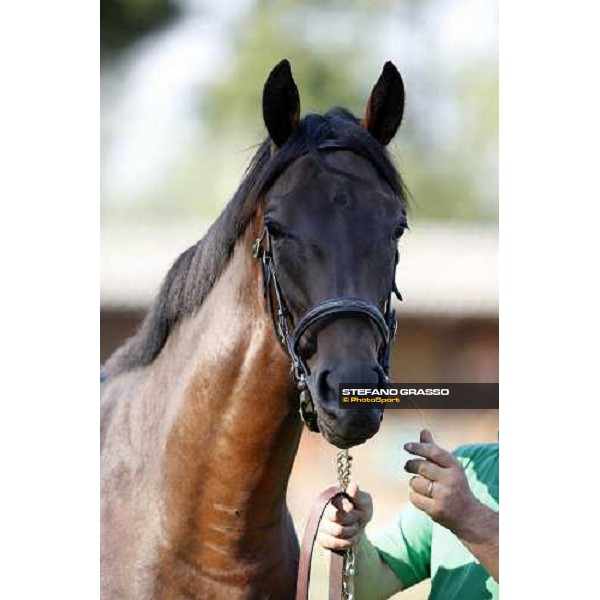 Moments and Emotions at SGA Selected Yearling Sale Settimo Milanese (MI), 16-17th sept.2011 ph.Stefano Grasso