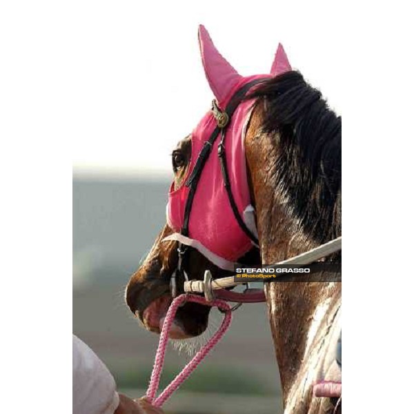 close up for Personal Rus, runner of Breeders\' Cup Classic during morning works Dallas, Gran Prairie racetrack 26th october 2004 ph. Stefano Grasso