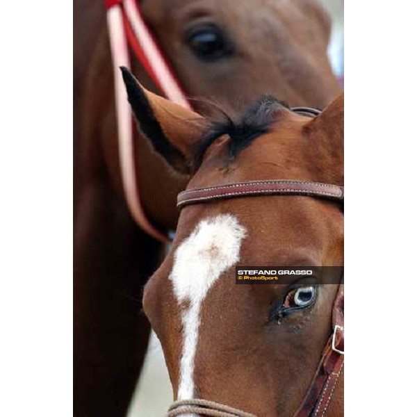 pony Dallas, Gran Prairie racetrack 26th october 2004 ph. Stefano Grasso