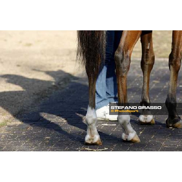 Moments and Emotions at SGA Selected Yearling Sale Settimo Milanese (MI), 16-17th sept.2011 ph.Stefano Grasso