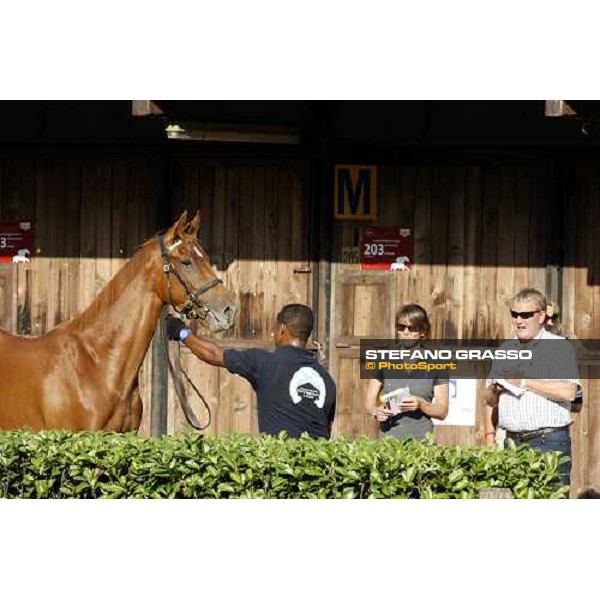 Moments and Emotions at SGA Selected Yearling Sale - Mick Buckley \' Co. Settimo Milanese (MI), 16-17th sept.2011 ph.Stefano Grasso