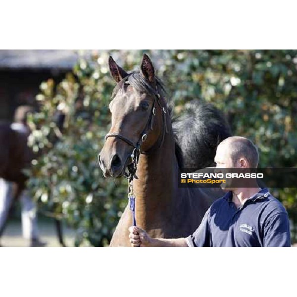 Moments and Emotions at SGA Selected Yearling Sale Settimo Milanese (MI), 16-17th sept.2011 ph.Stefano Grasso