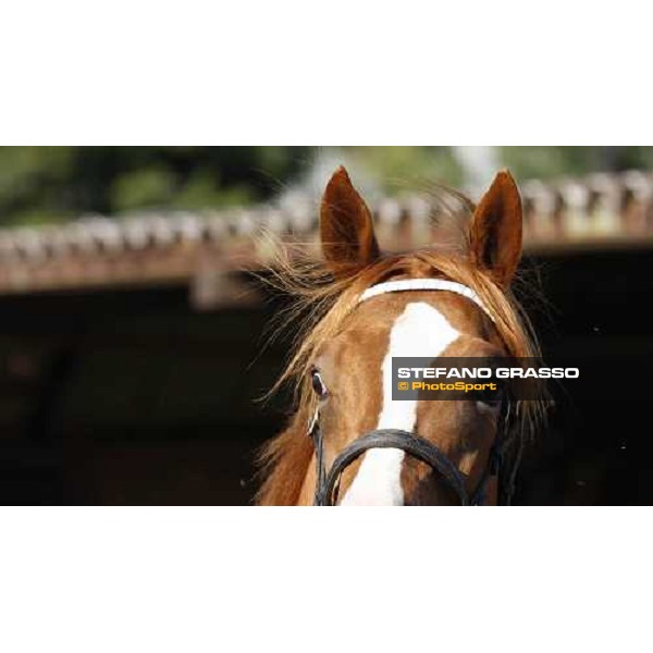Moments and Emotions at SGA Selected Yearling Sale Settimo Milanese (MI), 16-17th sept.2011 ph.Stefano Grasso
