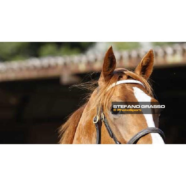 Moments and Emotions at SGA Selected Yearling Sale Settimo Milanese (MI), 16-17th sept.2011 ph.Stefano Grasso