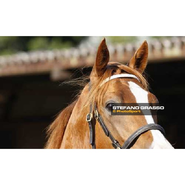 Moments and Emotions at SGA Selected Yearling Sale Settimo Milanese (MI), 16-17th sept.2011 ph.Stefano Grasso