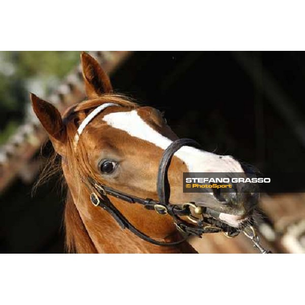 Moments and Emotions at SGA Selected Yearling Sale Settimo Milanese (MI), 16-17th sept.2011 ph.Stefano Grasso