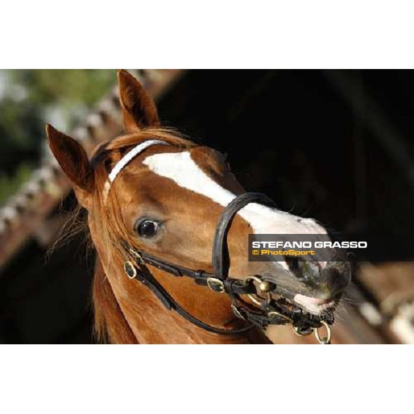 Moments and Emotions at SGA Selected Yearling Sale Settimo Milanese (MI), 16-17th sept.2011 ph.Stefano Grasso