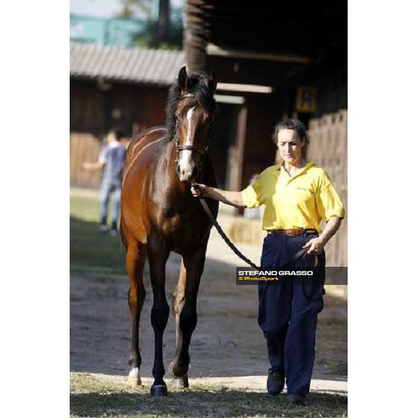 Moments and Emotions at SGA Selected Yearling Sale - n.103 Montjeu and Di Moi Oui sold at Euro 120.000 Settimo Milanese (MI), 16-17th sept.2011 ph.Stefano Grasso