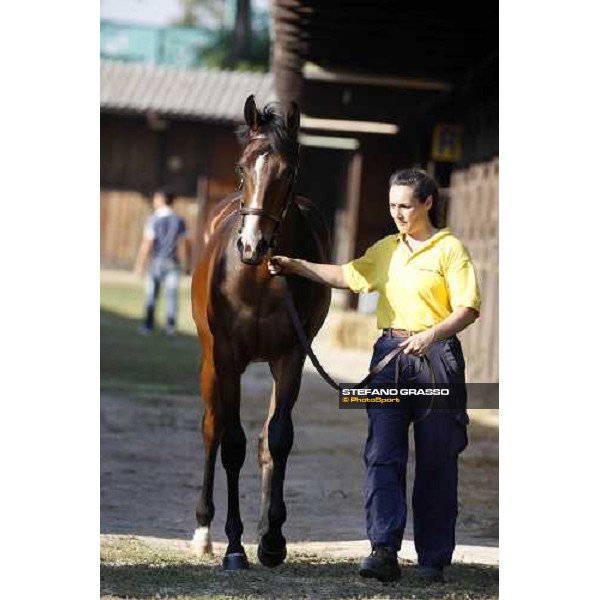 Moments and Emotions at SGA Selected Yearling Sale - n.103 Montjeu and Di Moi Oui sold at Euro 120.000 Settimo Milanese (MI), 16-17th sept.2011 ph.Stefano Grasso
