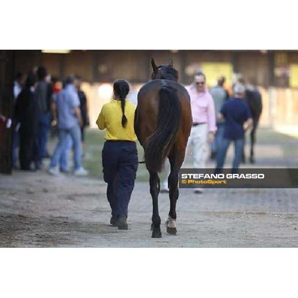 Moments and Emotions at SGA Selected Yearling Sale - n.103 Montjeu and Di Moi Oui sold at Euro 120.000 Settimo Milanese (MI), 16-17th sept.2011 ph.Stefano Grasso