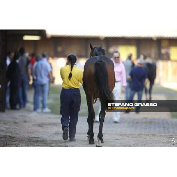 Moments and Emotions at SGA Selected Yearling Sale - n.103 Montjeu and Di Moi Oui sold at Euro 120.000 Settimo Milanese (MI), 16-17th sept.2011 ph.Stefano Grasso