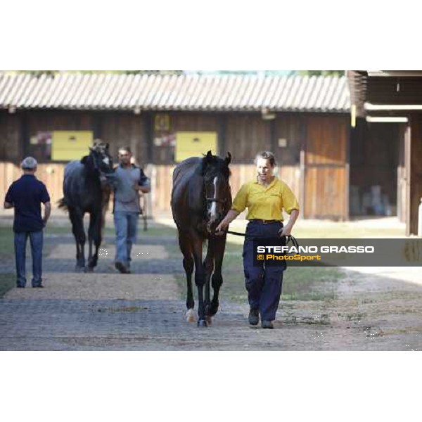 Moments and Emotions at SGA Selected Yearling Sale - n.103 Montjeu and Di Moi Oui sold at Euro 120.000 Settimo Milanese (MI), 16-17th sept.2011 ph.Stefano Grasso