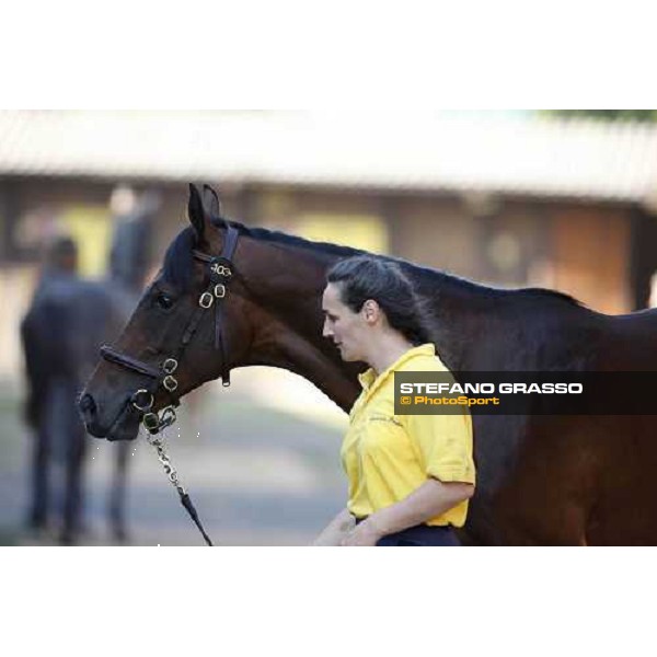 Moments and Emotions at SGA Selected Yearling Sale - n.103 Montjeu and Di Moi Oui sold at Euro 120.000 Settimo Milanese (MI), 16-17th sept.2011 ph.Stefano Grasso