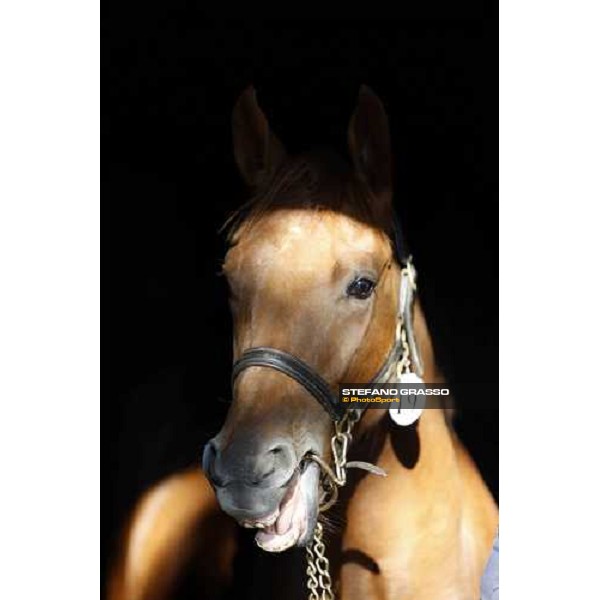 Moments and Emotions at SGA Selected Yearling Sale Settimo Milanese (MI), 16-17th sept.2011 ph.Stefano Grasso
