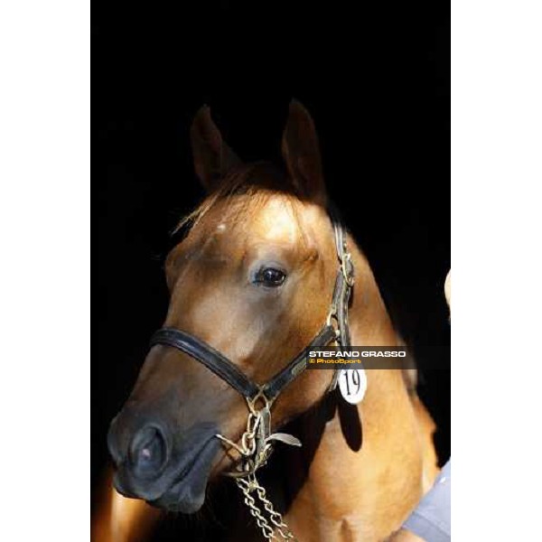 Moments and Emotions at SGA Selected Yearling Sale Settimo Milanese (MI), 16-17th sept.2011 ph.Stefano Grasso