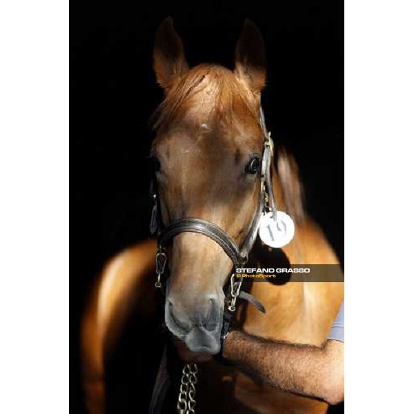 Moments and Emotions at SGA Selected Yearling Sale Settimo Milanese (MI), 16-17th sept.2011 ph.Stefano Grasso