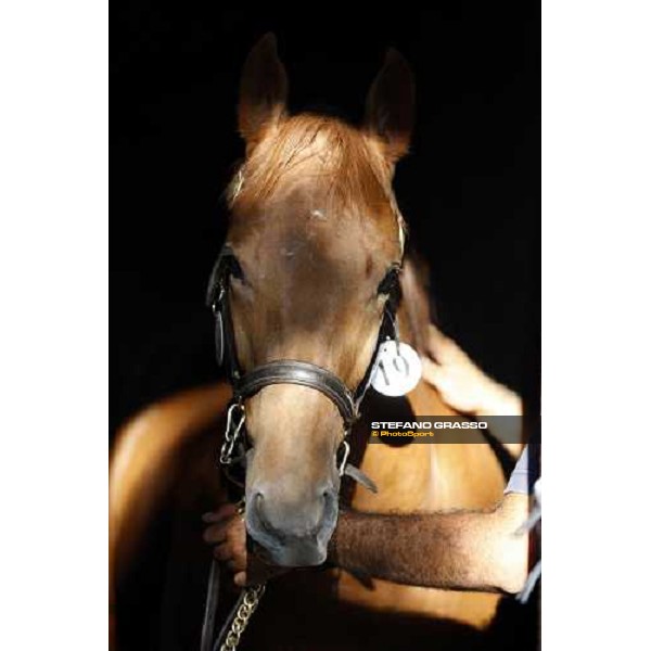 Moments and Emotions at SGA Selected Yearling Sale Settimo Milanese (MI), 16-17th sept.2011 ph.Stefano Grasso