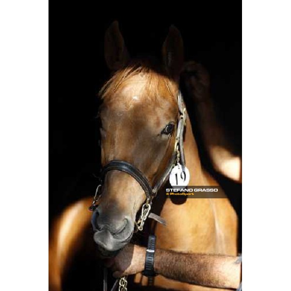 Moments and Emotions at SGA Selected Yearling Sale Settimo Milanese (MI), 16-17th sept.2011 ph.Stefano Grasso